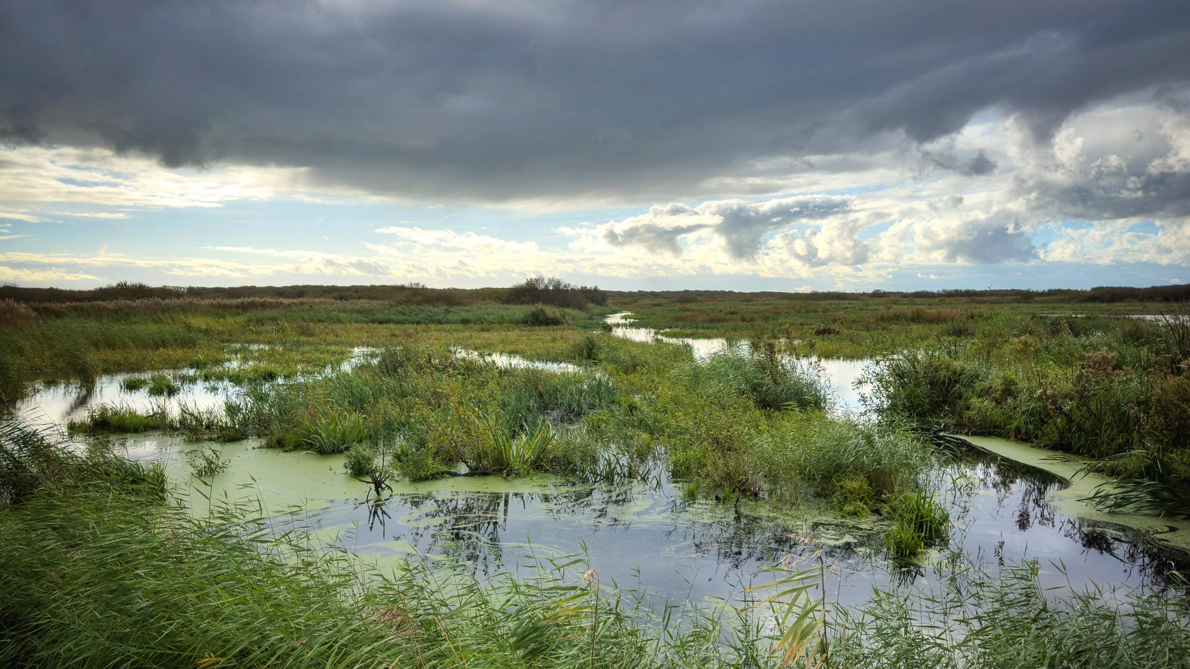 Natuurgebied Het Zwanenwater in Callantsoog, een van de plekken waar de stof is gevonden.