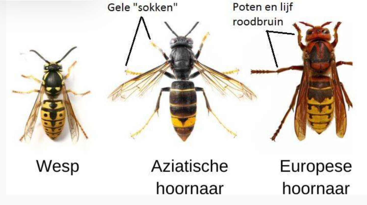 Wesp Kijk goed in vogelhuisjes en onder de veranda: je kan een nest van een ...