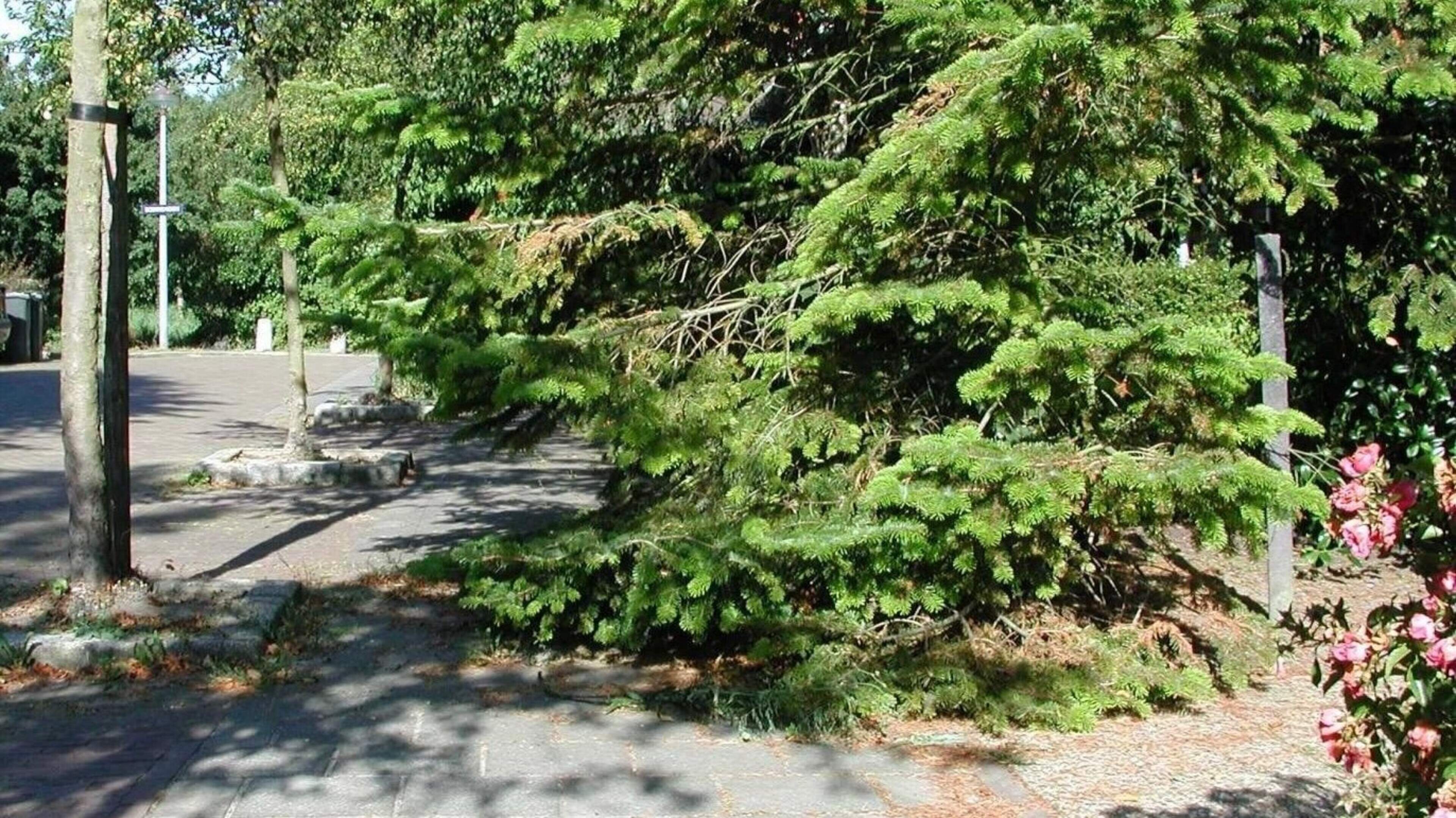 Uitgeest calls on residents to prune overhanging greenery and keep sidewalks clear