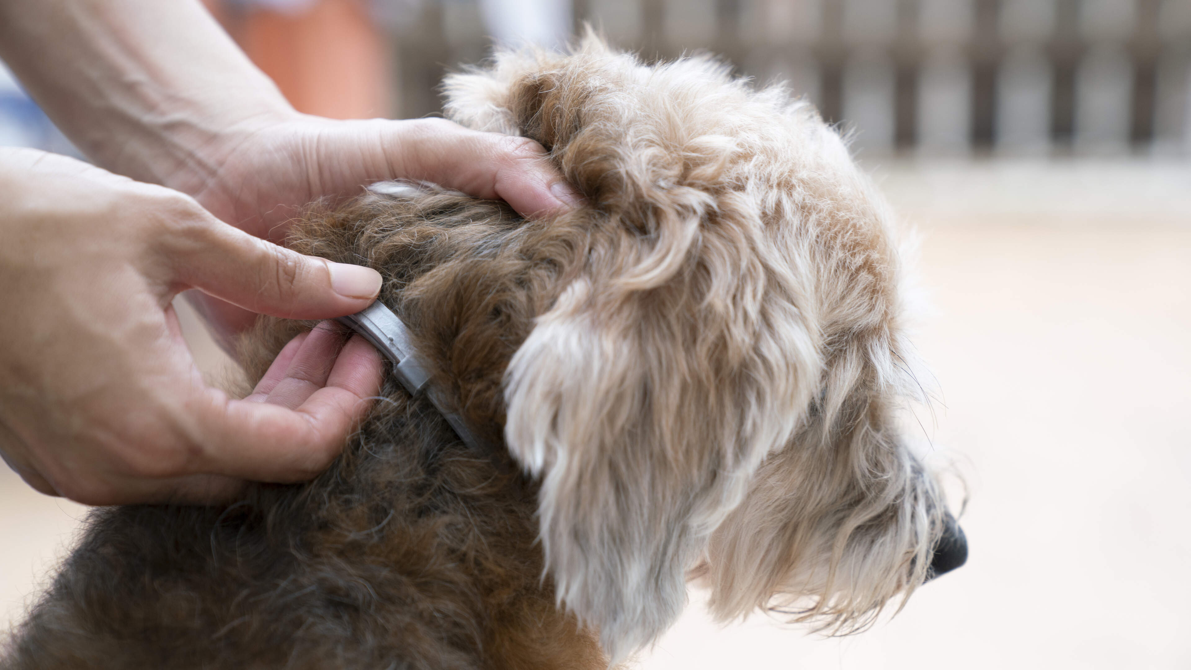 Water board warns against dogs with flea collars in ditches and launches campaign in Heemskerk and Uitgeest: 'It is harmful to nature'