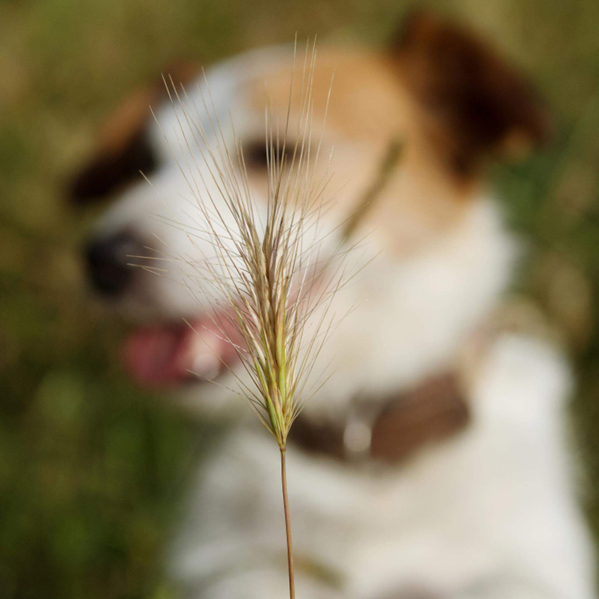 Honden en katten moeten oppassen voor de scherpe grasaren met hun weerhaken.