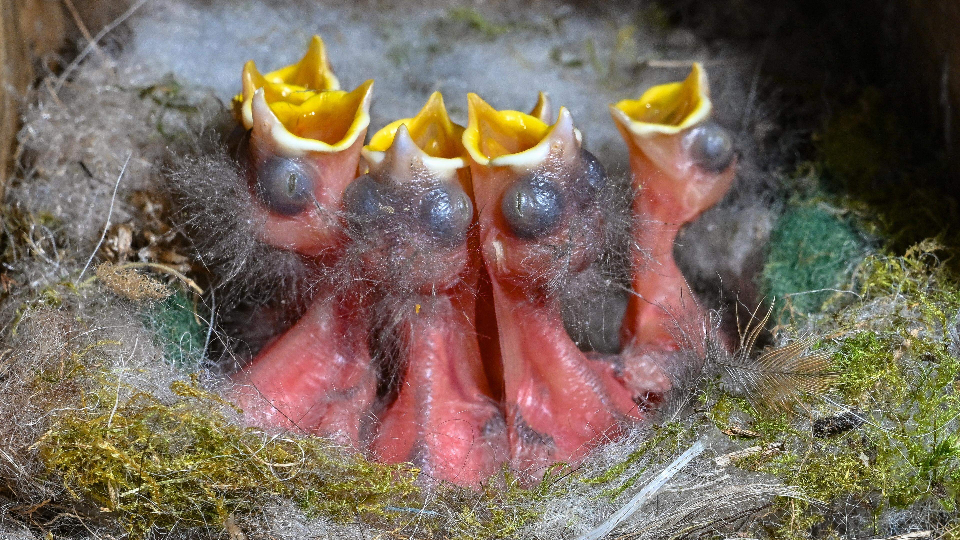Topdrukte bij de wildopvang in Krommenie door vogeltjestijd: ’Tachtig vogeltjes per dag vangen we nu