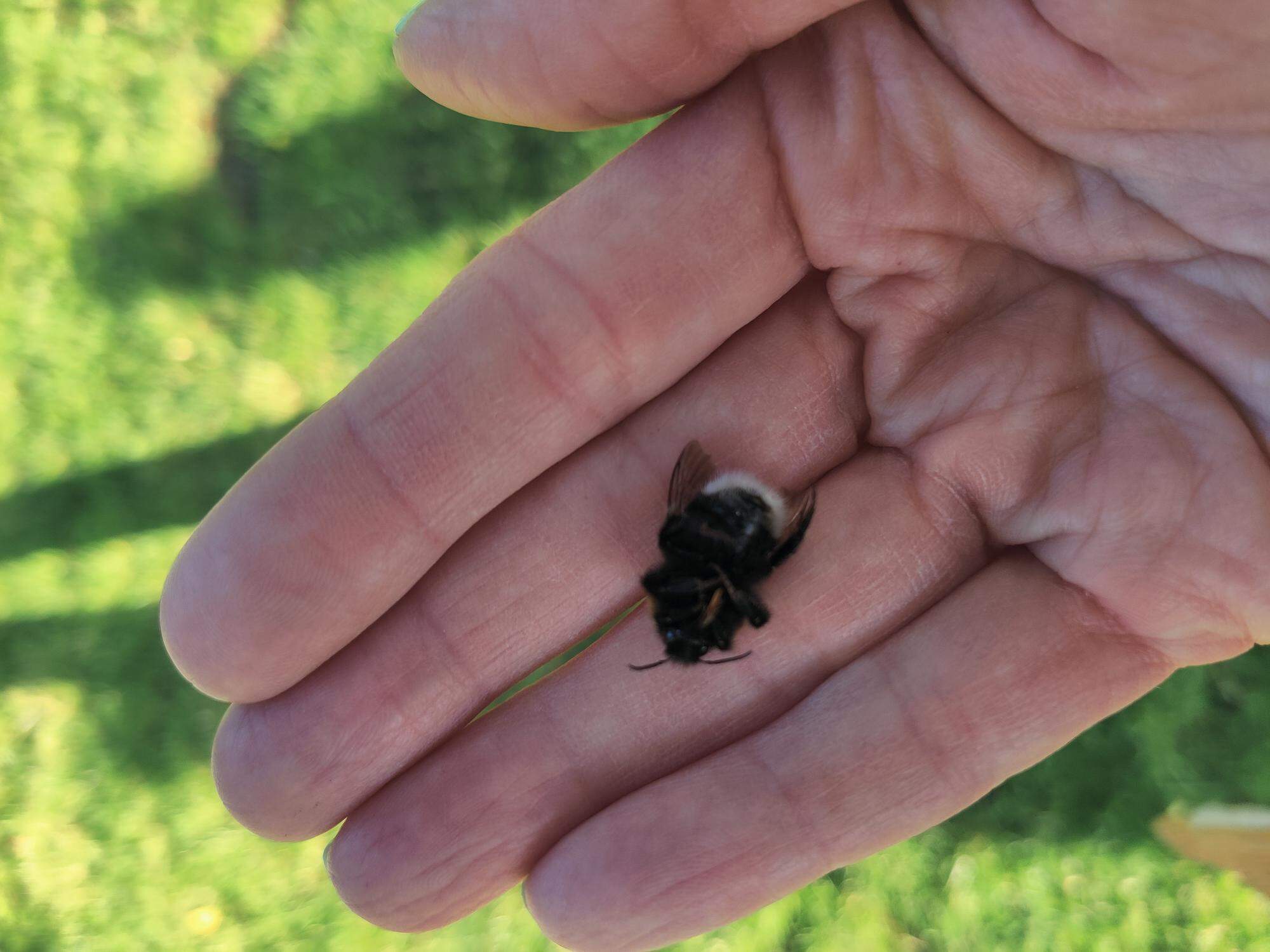 Een dode hommel die Channa Brunt in haar tuin aantrof.