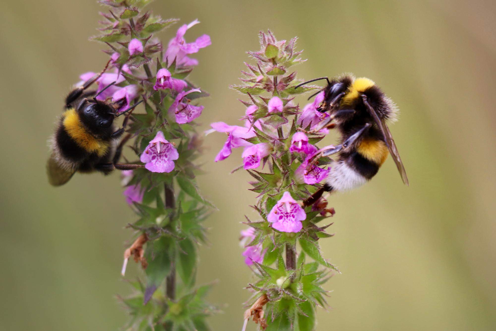 Hommels in het wild.