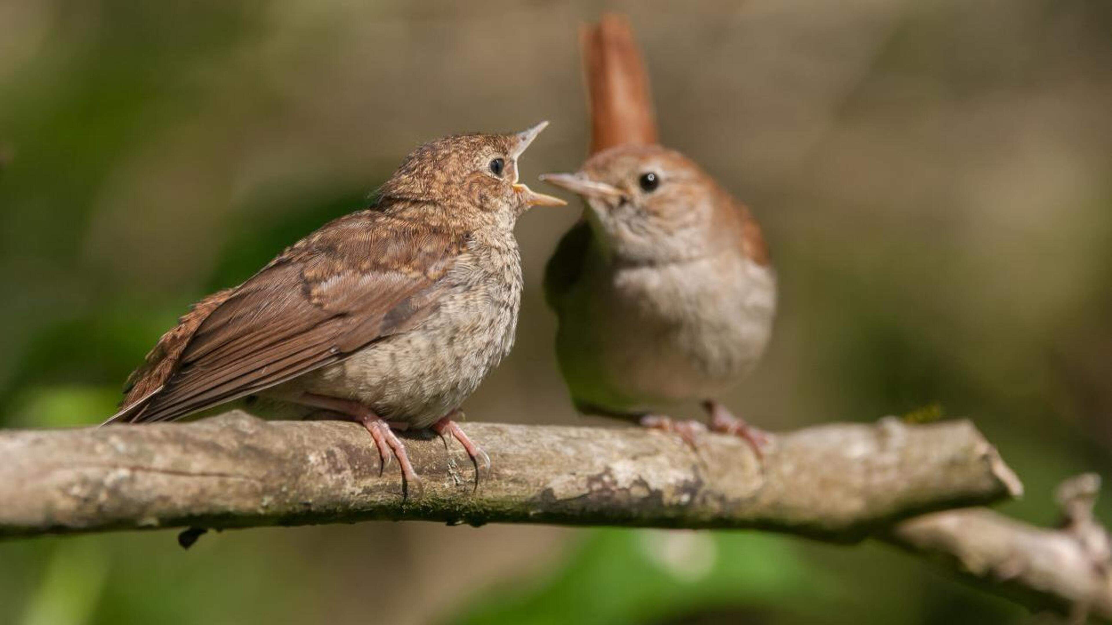 Breeding season begins at PWN: nature areas partially closed and dogs back on leash