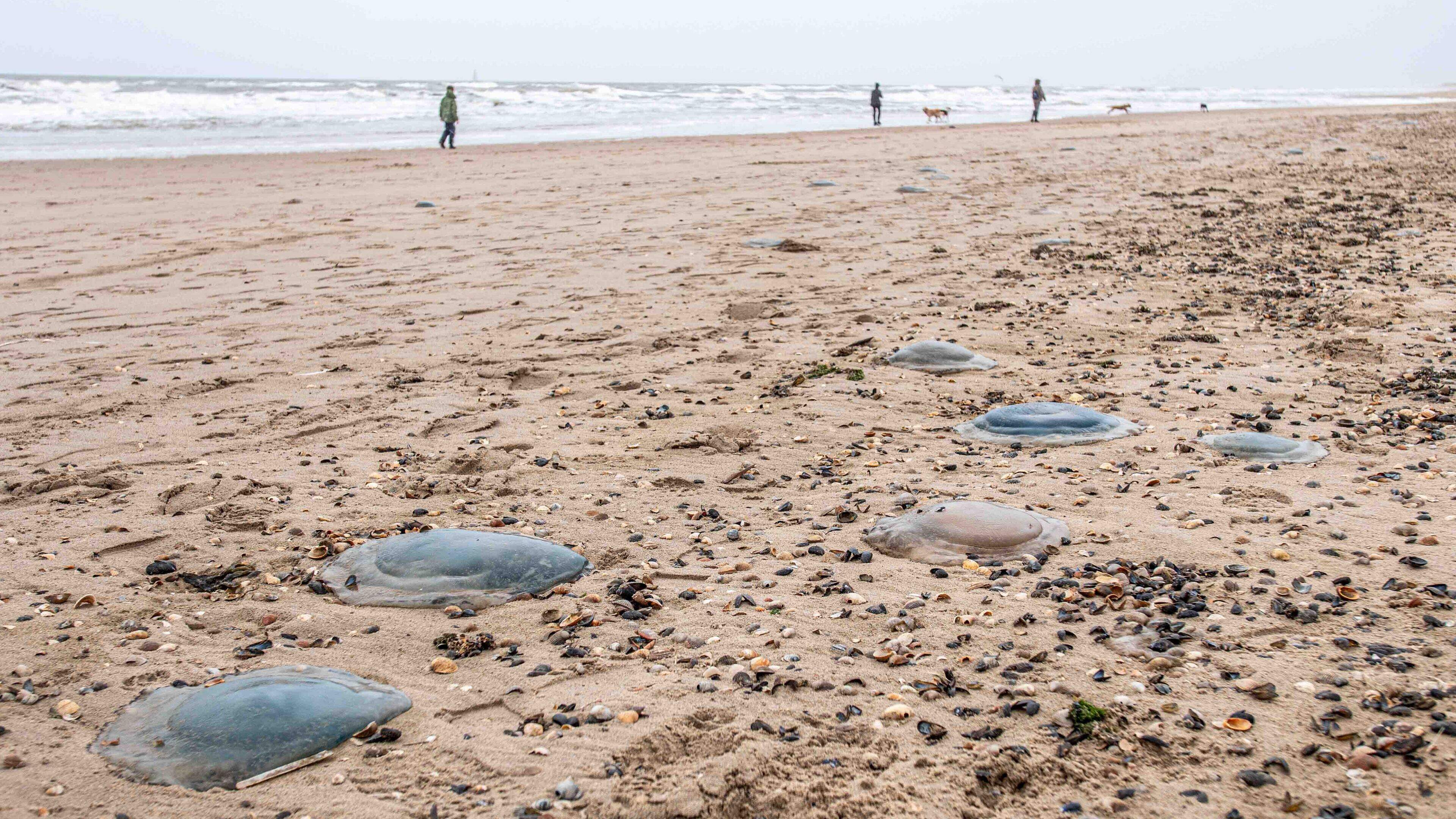 Kwalleninvasie op het strand van Julianadorp. Tientallen blauwe zeepaddenstoelen aangespoeld