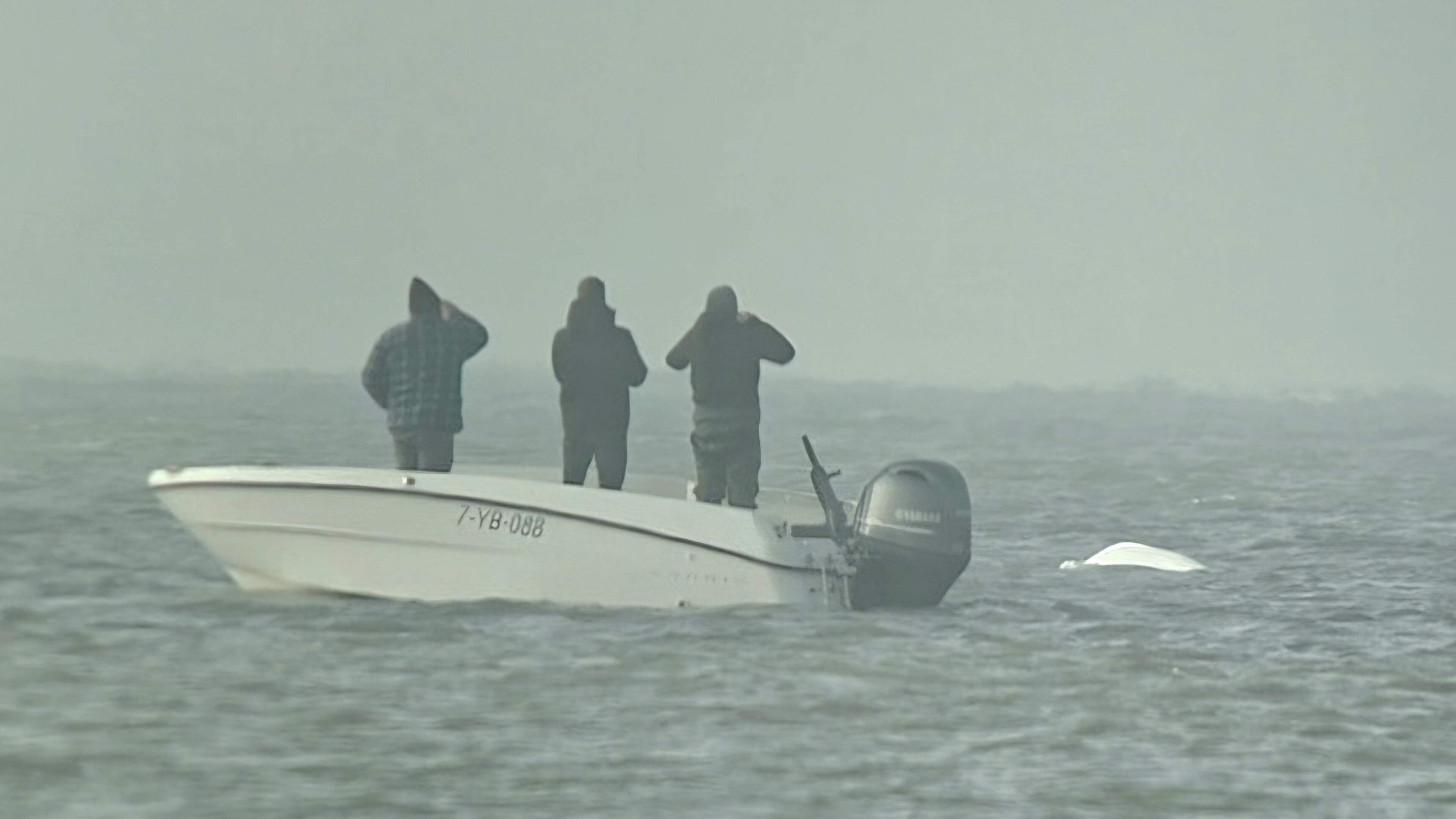 Beloega belaagd door bootjes en drones, SOS Dolfijn roept op om het dier met rust te laten