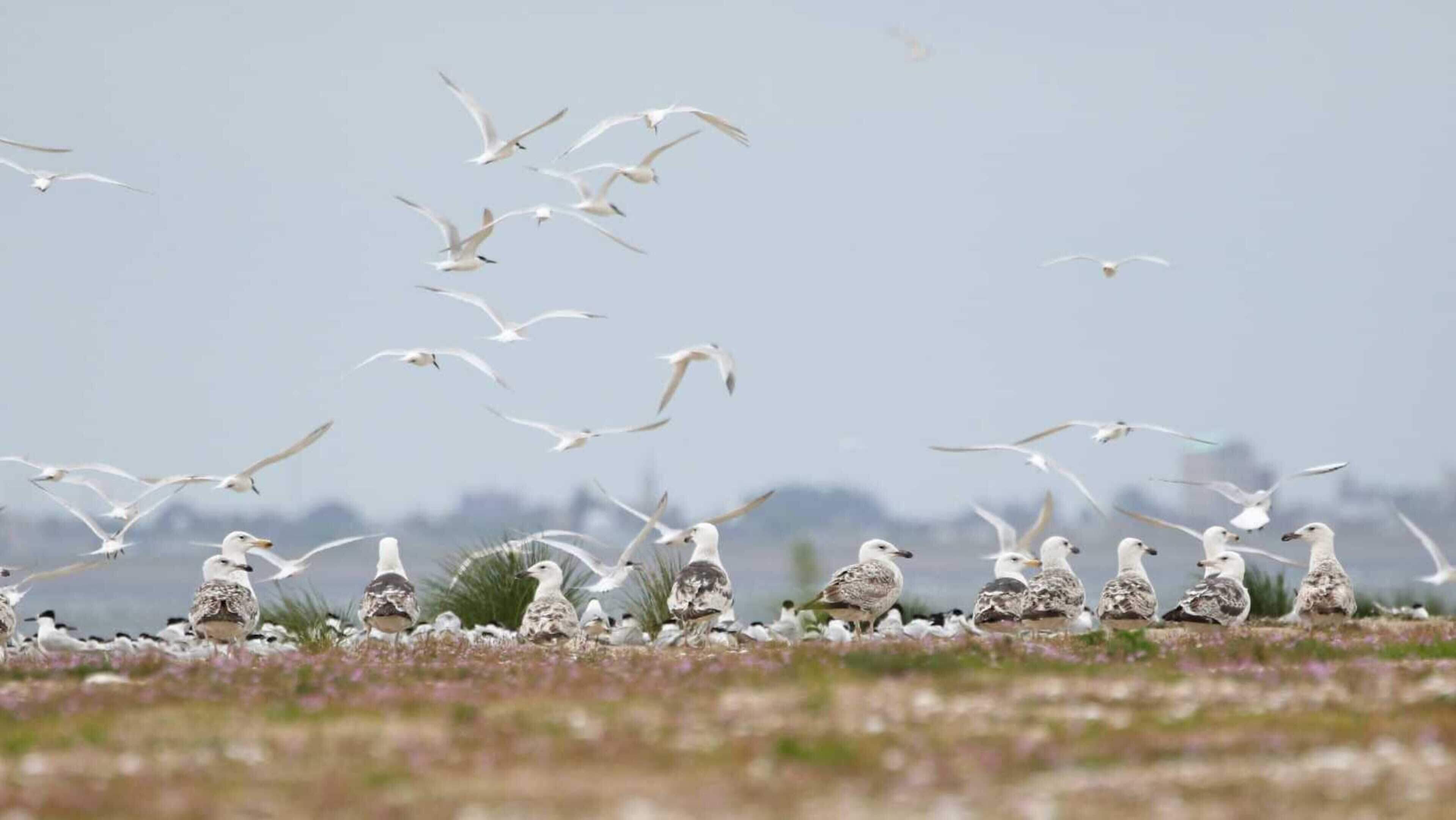 ’Zonde, we gunden ze zo’n mooi broedseizoen.’ Weinig geluk voor grote sterns op Texel