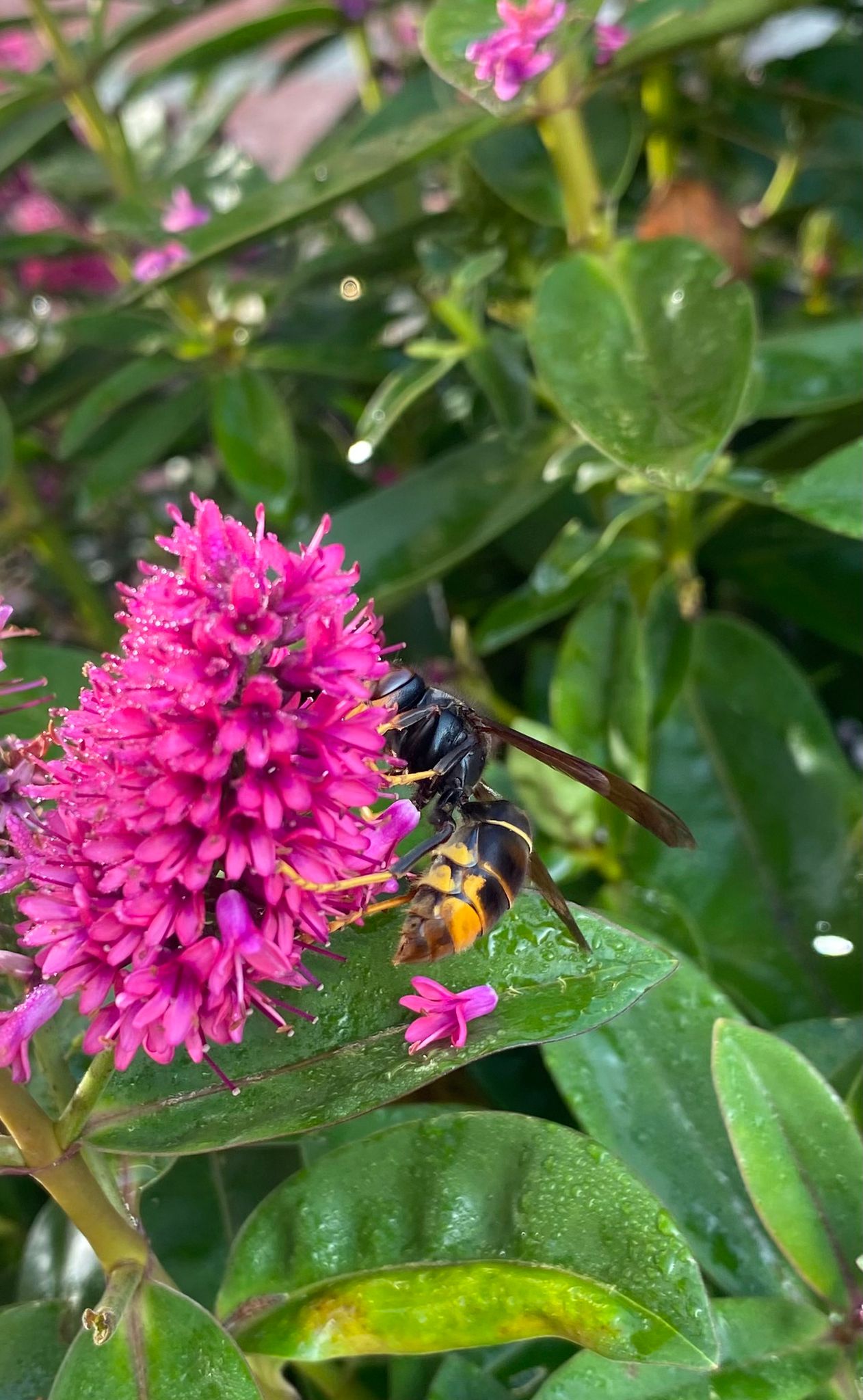 Aziatische hoornaar duikt nu ook op in Julianadorp. Nest wordt geruimd. ‘Gevaar voor de gehele biodi