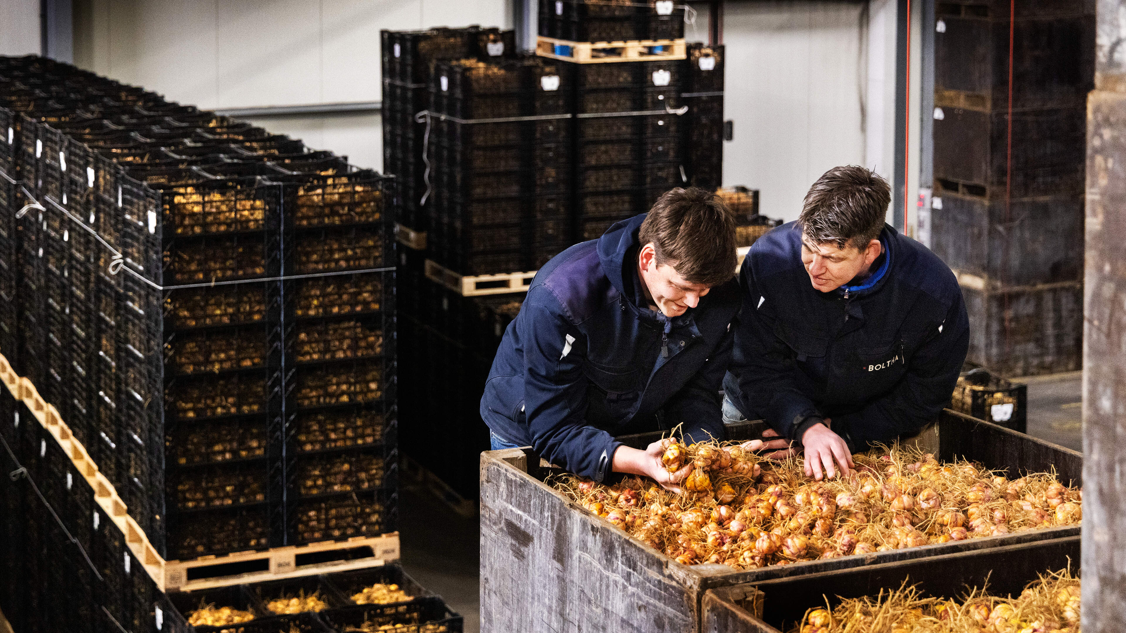 Lelieteler uit Breezand en plantenkwekerij uit Wervershoof moeten chrysantenbroeier uit Gelderland v