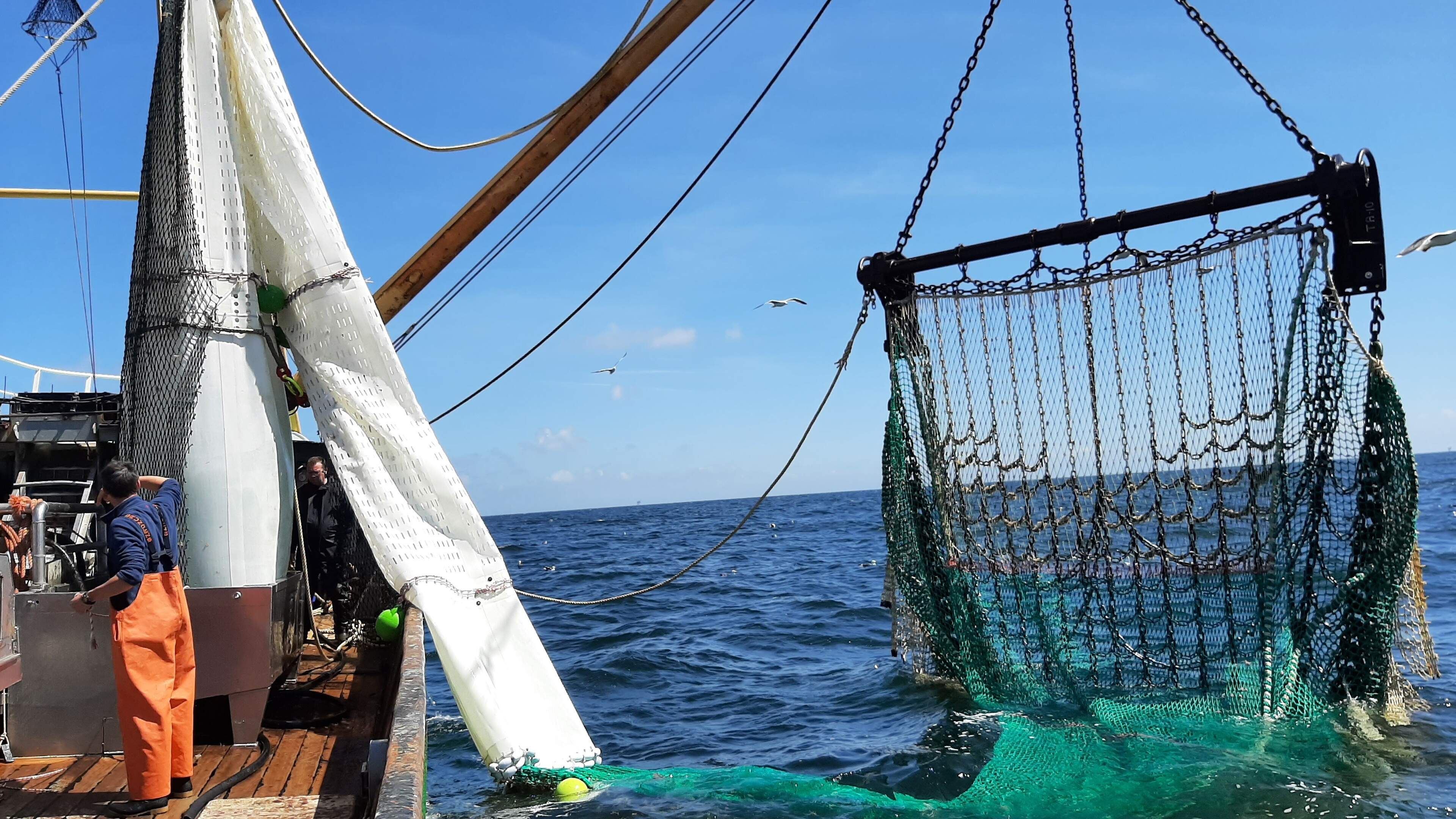 Garnalenvissers starten na de zomer met proef voor nieuwe duurzame vismethode. Waddenfonds heeft al 