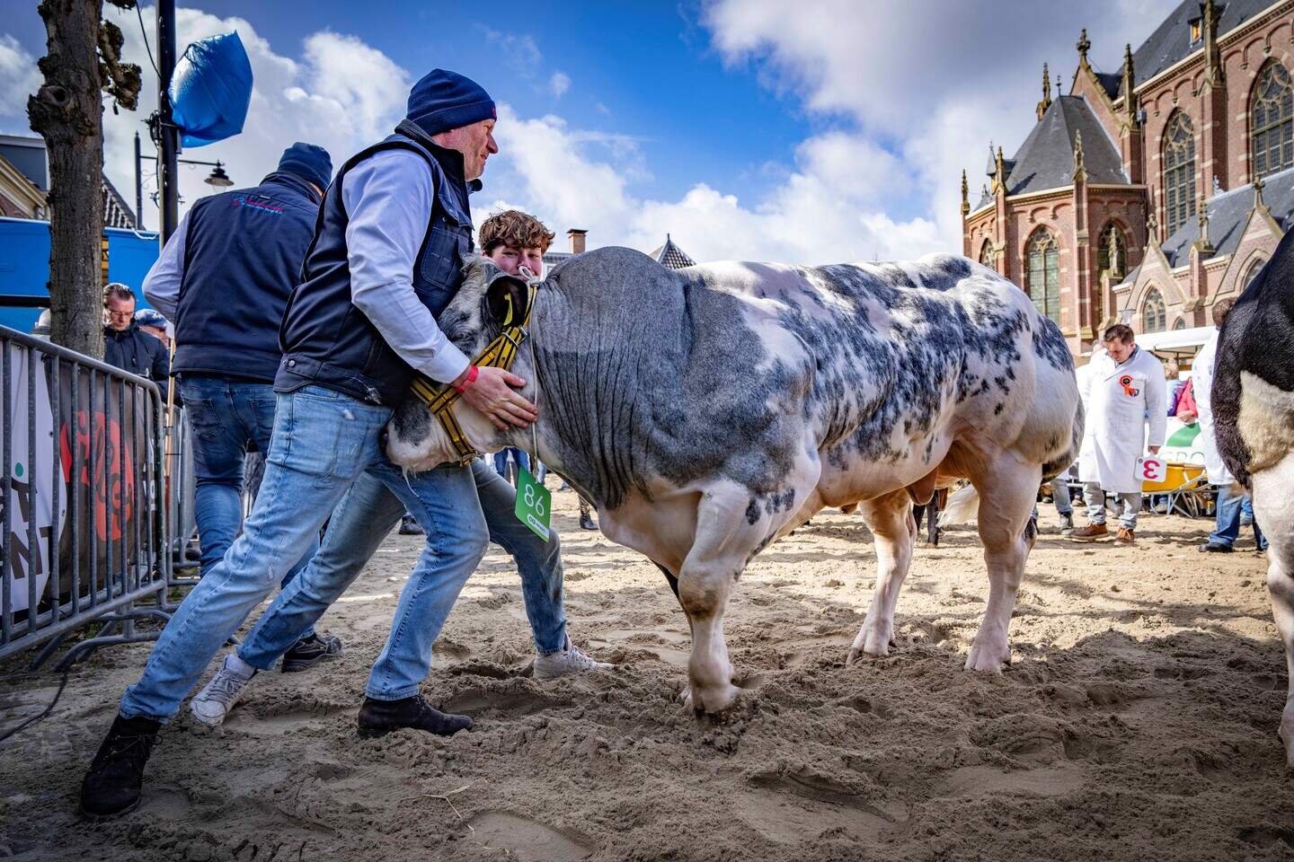 Leroy de Herder wint titel, twee jaar na zijn plots overleden stier ...