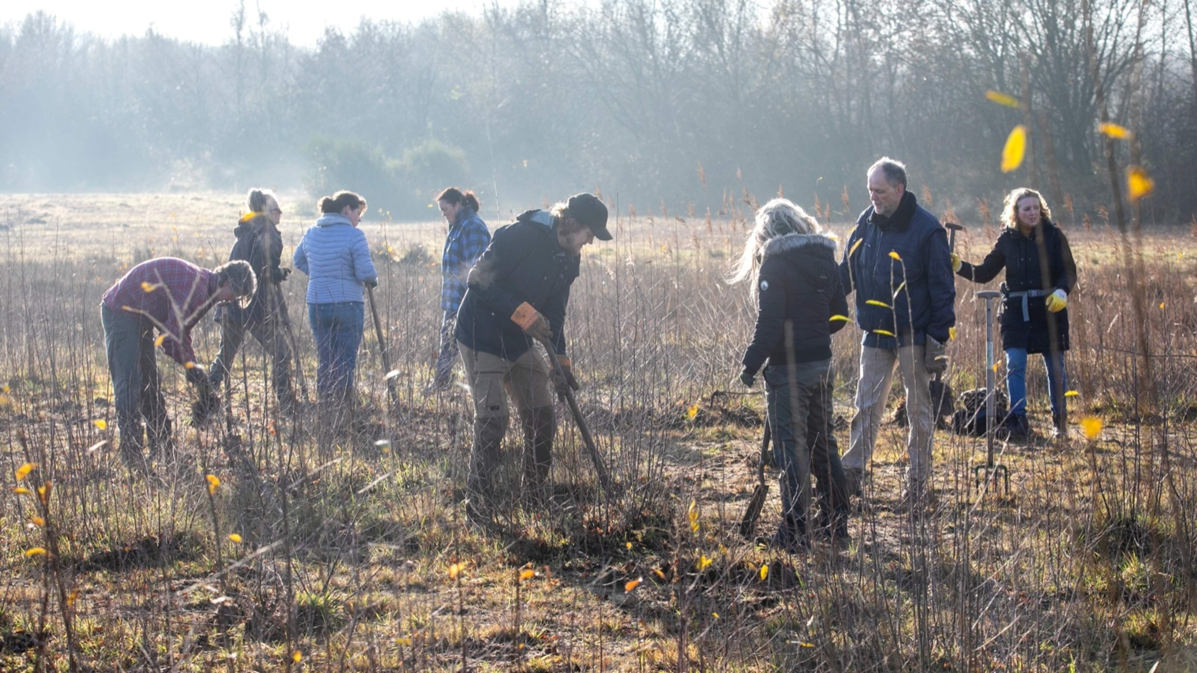 Jonge boompjes Zeehoekterrein Wervershoof krijgen nieuwe toekomst