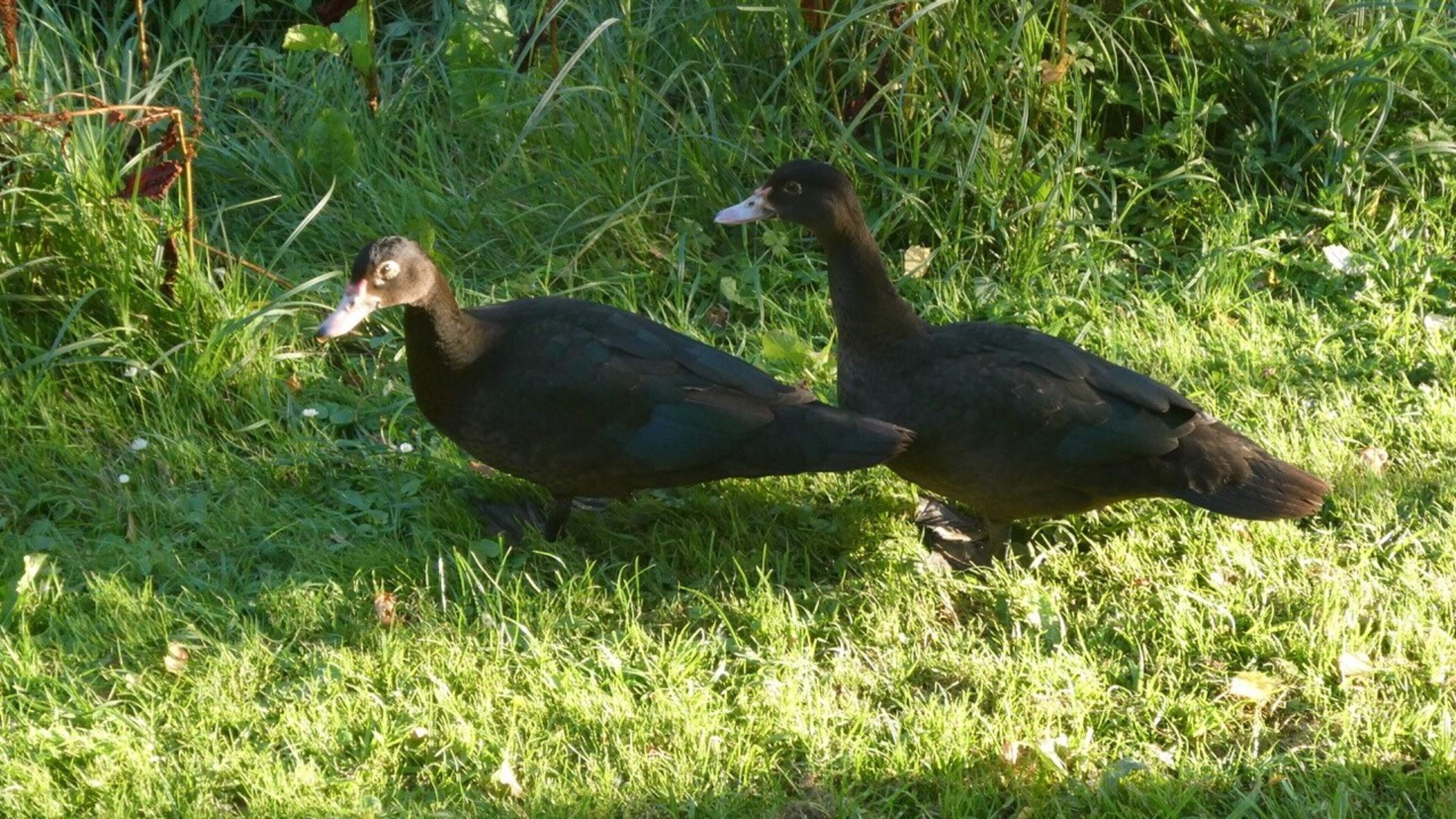 Zelden gezien: twee zwarte eenden aan de wandel in De Rijp