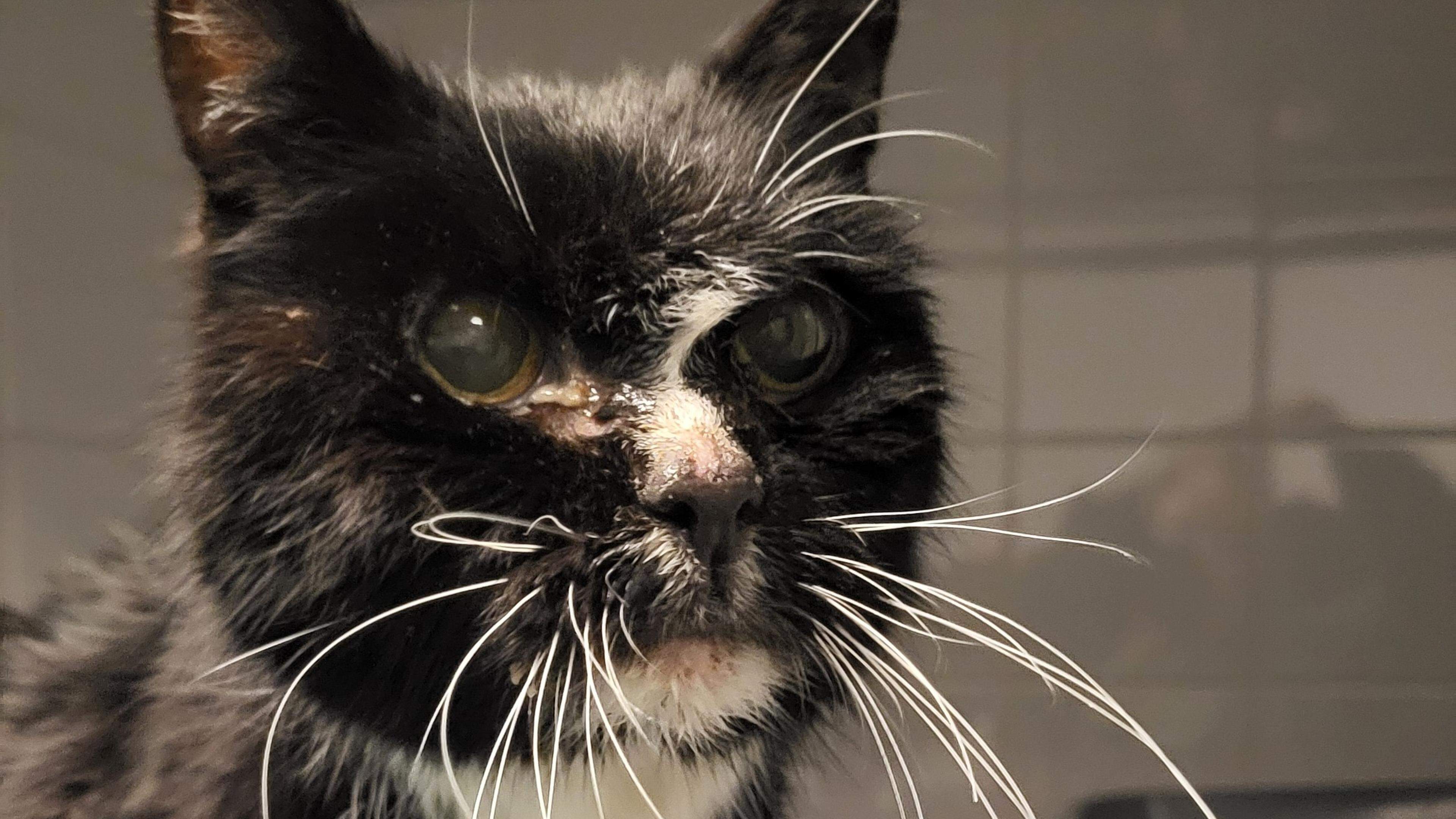 Oude poes uit water gered in Volendam dankzij adequaat ingrijpen meisjes, Dierenambulance zoekt eige