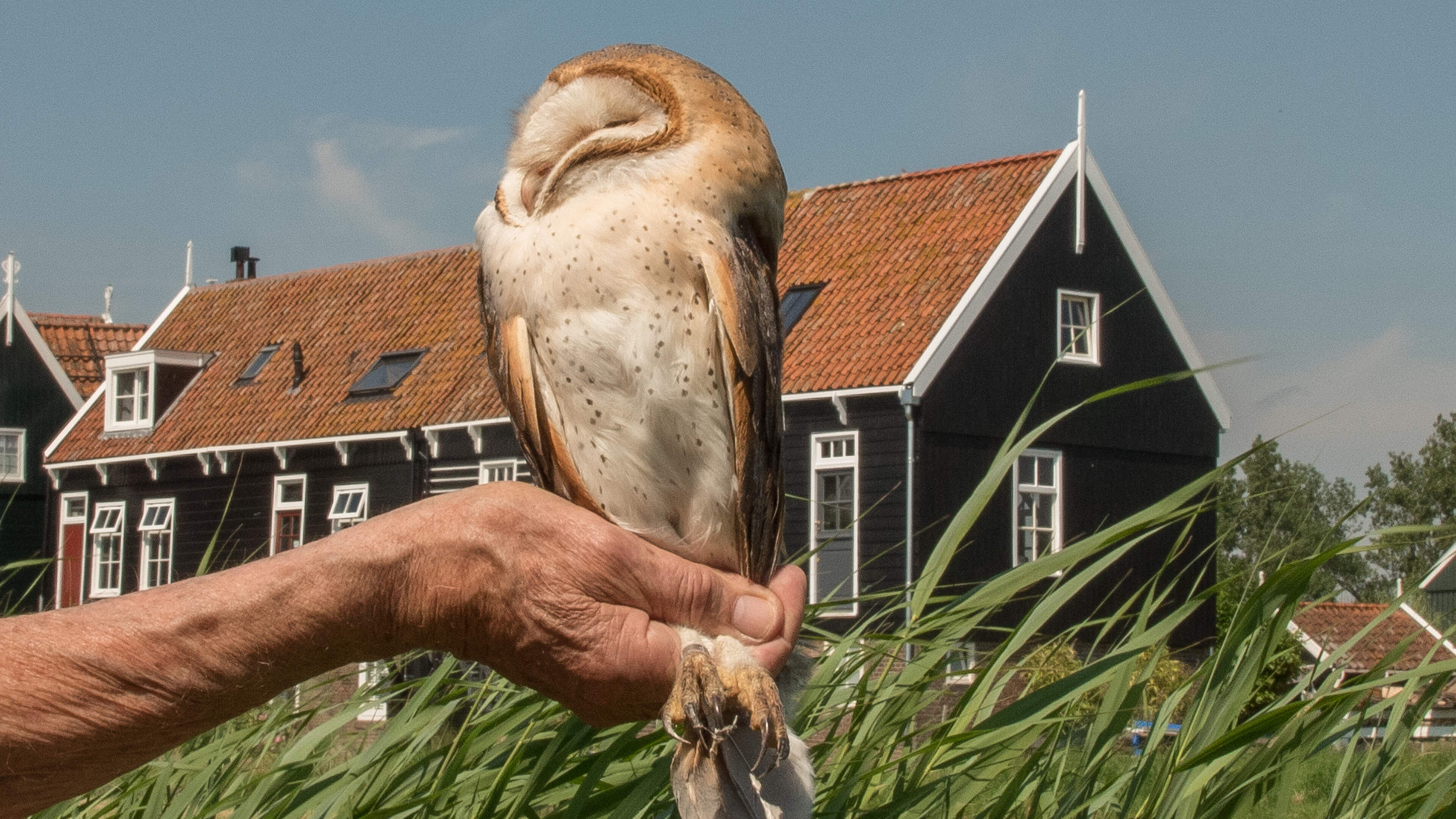 Voor het eerst kerkuilen geringd op Marken: ‘Volwassen kerkuil is een zij en we noemen haar Sijtje’