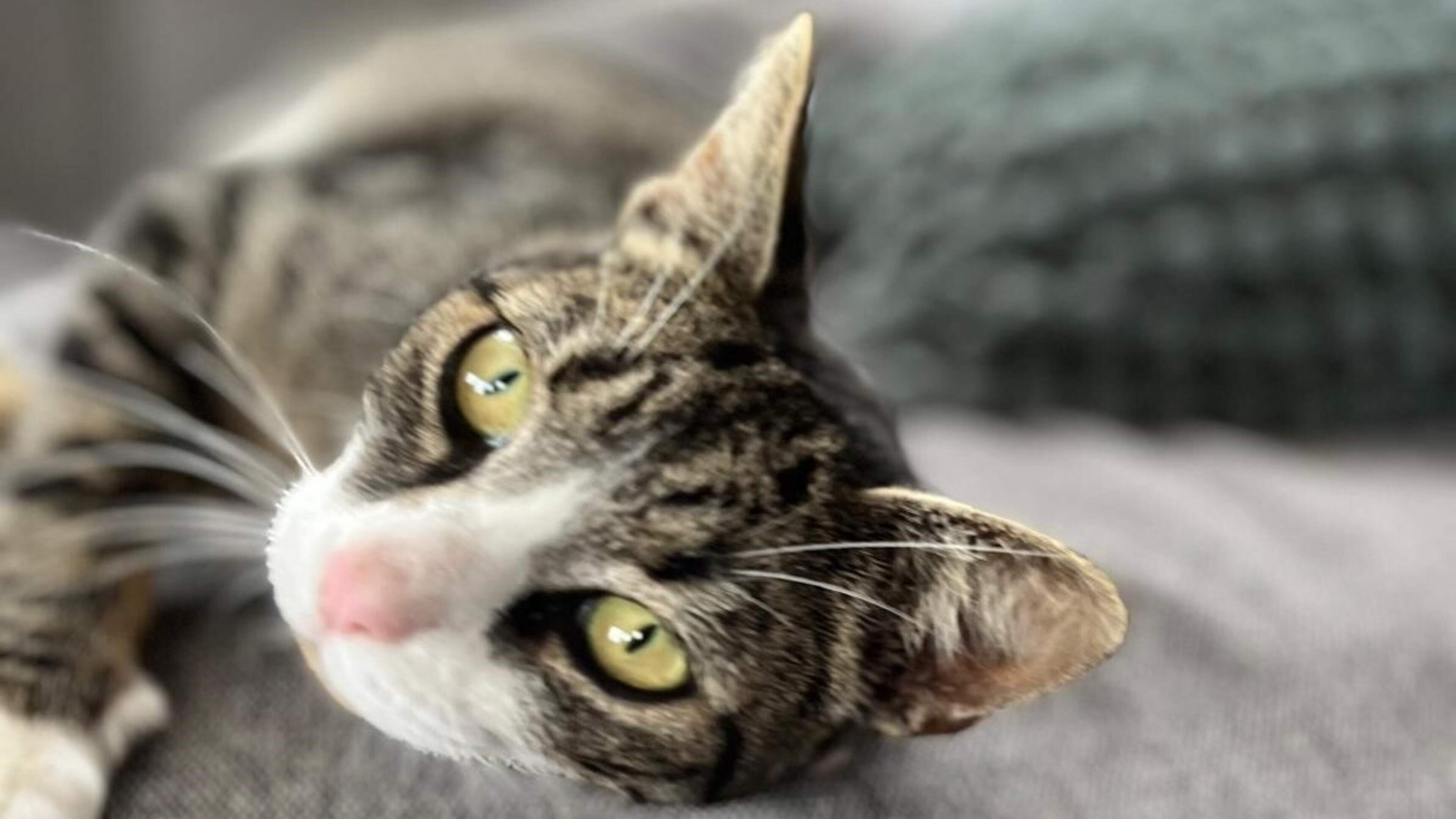 Joelle krijgt na acht maanden haar vermiste kat Pip terug, na vergeefse zoektocht met speurhond. ‘Ni